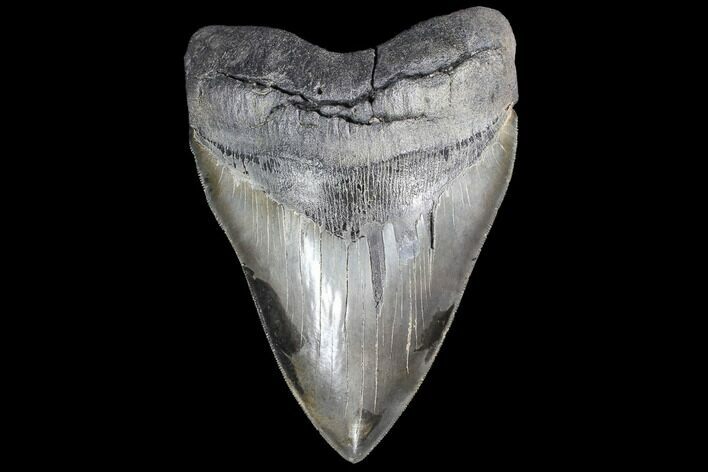Serrated, Fossil Megalodon Tooth - Killer Monster Meg #86673